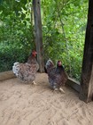 6  Blue Laced Wyandotte Hatching Eggs Npip Ai Free