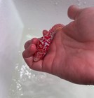 Vip Premium Grade Kamfa Goldenbase Flowerhorn 