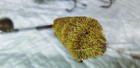 Vintage Heddon Meadow Mouse   Deer Hair Mouse Fishing Lures Lot 2