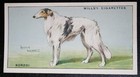 Borzoi  Vintage 1937 Illustrated  Dog Card  De29m