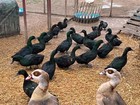Cayuga Elite Show Line  Duck Hatching Eggs  dozen     