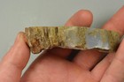 Limbcast  Crooked River  Oregon  Petrified Wood 
