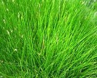 Dwarf Hair Grass Eleocharis Parvula Clump Aquarium Plants Buy 2 Get 1 Free    