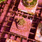 Wysiwyg Tsa Bill Murray Acropora Coral Frag Sps Live Ultra Reef Tank