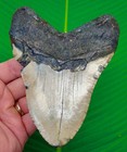 5 38    Megalodon Shark Tooth Real Fossil Xl    Natural - 13 4 Ounce