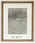 1940 Photograph Amateur Field Trial Champion Pointer  dotsy  Hunting Dog Champ