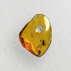 Burmese Amber Fossil  99 Million Year Old Spider Inclusion