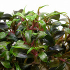 Bucephalandra Mini Black Carpet Vitro Culture