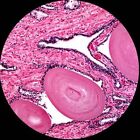 Amscope 200 Piece Set Of Prepared Microscope Glass Slides With Box Ps200