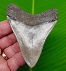 3 68     Megalodon Shark Tooth  Real Fossil From Georgia  Usa - No Restorations 