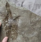 Anomoepus Jurassic Dinosaur Footprint Fossil Track  rare  Connecticut 