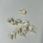 Lot Of 10 Real Coyote Molars Teeth Taxidermy Art Weird Odd Project Unqiue   1333
