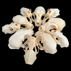 10 Pcs Real Animal Skulls Combination Mink Skulls Taxidermy Diy Special Gift