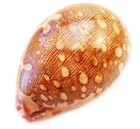 Beautiful Polished Map Cowrie  cypraea Mappa  2 1 2   Beach Craft Coastal  each 