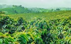 2  5  10 Lb Guatemala Fresh Roasted Coffee Whole Bean  Ground - Arabica