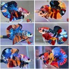 Live Betta Fish - 1 Premium Hmpk Male - Us Breeder-fast Usa Shipping