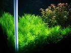 Hygrophila Difformis Bunch Water Wisteria Live Aquarium Plants Buy2get1free