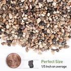 Pea Gravel For Aquarium  Fish Tank  5lbs  1 5 Inch Natural Pebbles Sand For P   