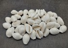 White Cowrie Seashells Bulk  approx  Half Cup 40  Shells 0 5  Inches 