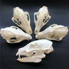 10 Pcs Raccoon Skull Taxidermy Real Bone Skeleton Christmas Decoration Gift