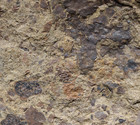 Rare   Silurian Eoarthropleura Oldest Terrestrial Animal Arthropleura Ancestor