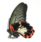 Unmounted Butterfly papilionidae - Papilio Rumanzovia  Female