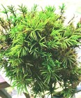 Appalachian Hand-picked Organic Treemoss Live Moss Forterrariumorreptiles    large