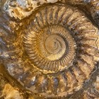 Large Ammonite Fossil Specimen Collectible Sculptural Spiral