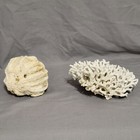Natural Coral Set Of 2