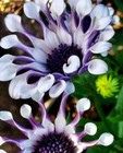 Osteospermum Mix Seeds   Spider   Daisy   Cool Flowers   Grow Your Own   Rare