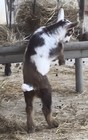 Baby Nigerian Dwarf Female Goat    hufflepuff    For Sale
