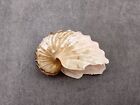 Brown Paper Nautilus Seashell Rare Argohauta Hians  1 Shell Approx  1  Inches 
