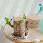 A Set Of Green Plant Brazilian Wood Water Raise Lucky Wood Potted Tree Indoor Us