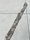 53  Diamond Willow  nice      Pairs  Cane  Wood Carving  Walking Stick  Twisted