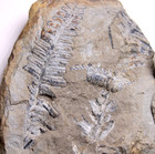 Gorgeous Mazon Creek Multi-fern Concretion Illinois Carboniferous Plant Fossils