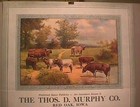 R Atkinson Fox Print - Shorthorns - Cows - 1931 Large Calendar Sample- 25 X 18 5