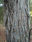 Hickory Bark For Smoking   Grilling