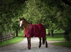 Back On Track Therapeutic Mesh Sheet - Burgundy