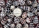 Small Hebrew Cone Seashells Conus Ebraeus  5 Shells Approx  0 75  Inches 