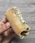 Ultra Rare Fossil Giant Prehistoric Roo Mammal Jaw Bone Australia Ice Age