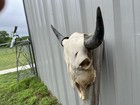 Bull Buffalo Skull 22    Wide American Bison Western Man Cave Unique Free Shipping