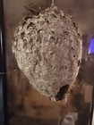 Bald Faced Hornets Nest On Branch X-large 21 x14 