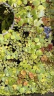 Aquarium Plants Fresh Water Mix Tropical Tank Or Aquatic Plants For Shrimp fish