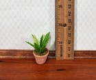 Dollhouse Houseplant Broadleaf Fern Terra Cotta Pot 1 12 Scale Miniature Plant