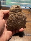 Large Triceratops Frill Section Detailed Lance Formation Wy Dinosaur Fossil