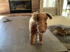 Vintage Mohair 1930s Chiltern Dog Made In England Old Antique Patch On Tummy