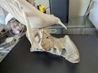 Vintage Inuit Cow Bone Carving Of Humpback Whale  Large