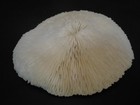 Very Cool   lobactis Scutaria  189mm 7 1 2  hawaii  Usa Mushroom Coral