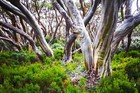 Grow Your Own Lemon Scented Gum  Eucalyptus Lemon Eucalyptus Plant Or Seeds         