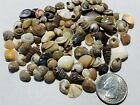 500  Tiny Mixed Seashells  Assorted Craft Shells Mix Us Seller Free Ship 